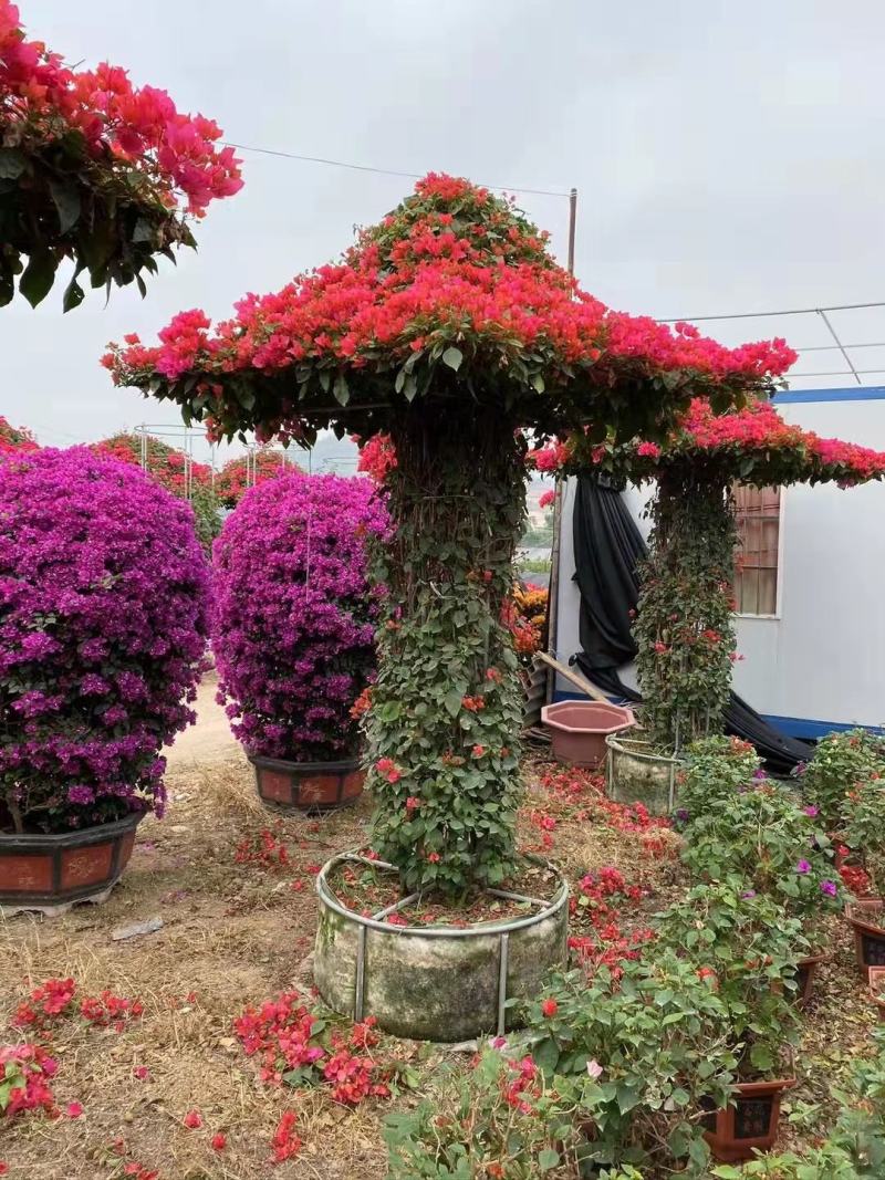 造型三角梅，各种规格，各种品种，动物造型