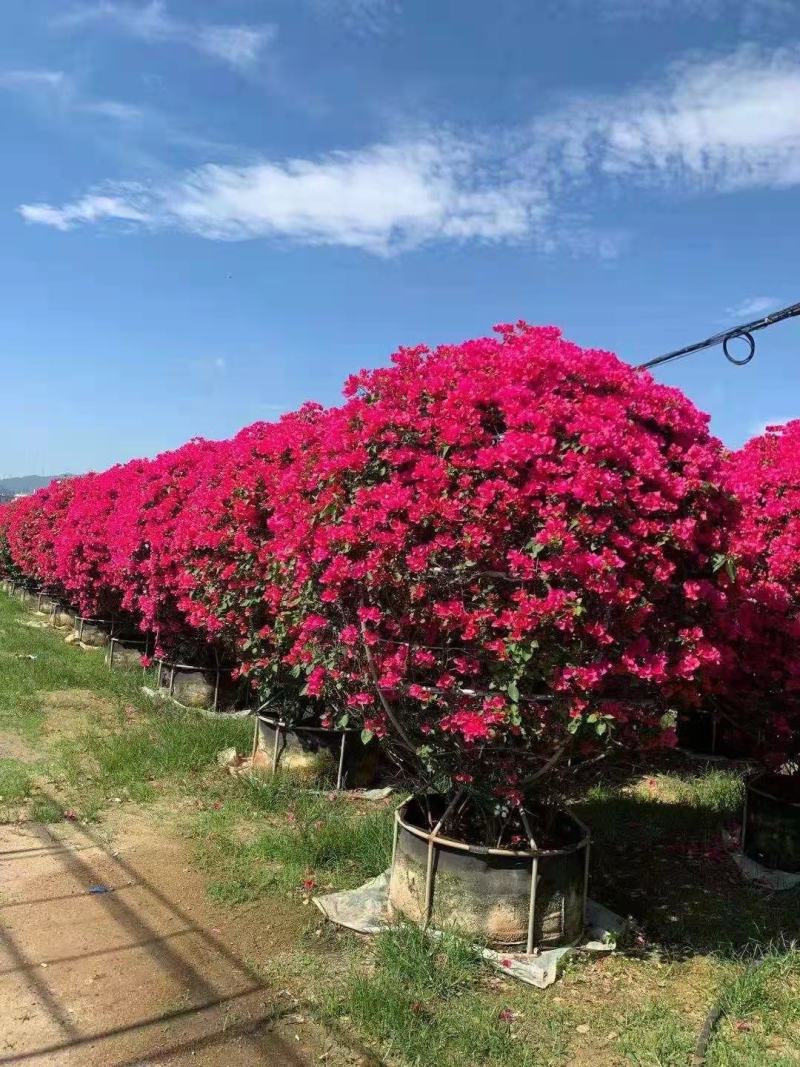 造型三角梅，各种规格，各种品种，动物造型