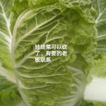 娃娃菜，自家种植，自产自销