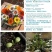 勋章菊种子四季花种非洲太阳花菊花阳台庭院盆栽花籽花子易活