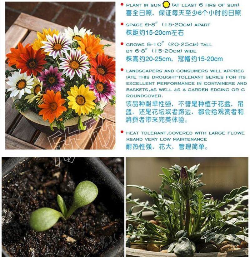 勋章菊种子四季花种非洲太阳花菊花阳台庭院盆栽花籽花子易活