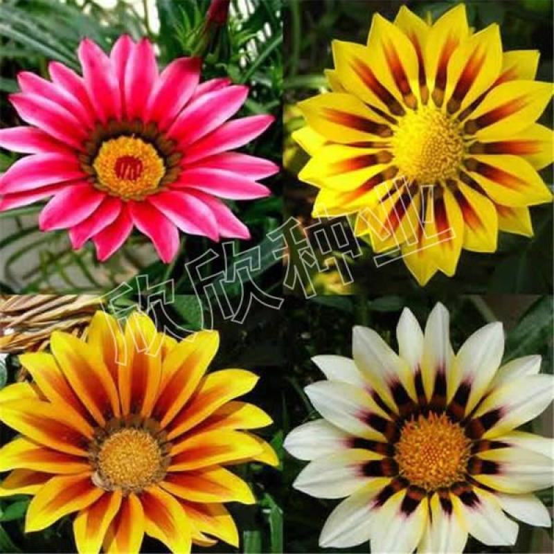 勋章菊种子四季花种非洲太阳花菊花阳台庭院盆栽花籽花子易活