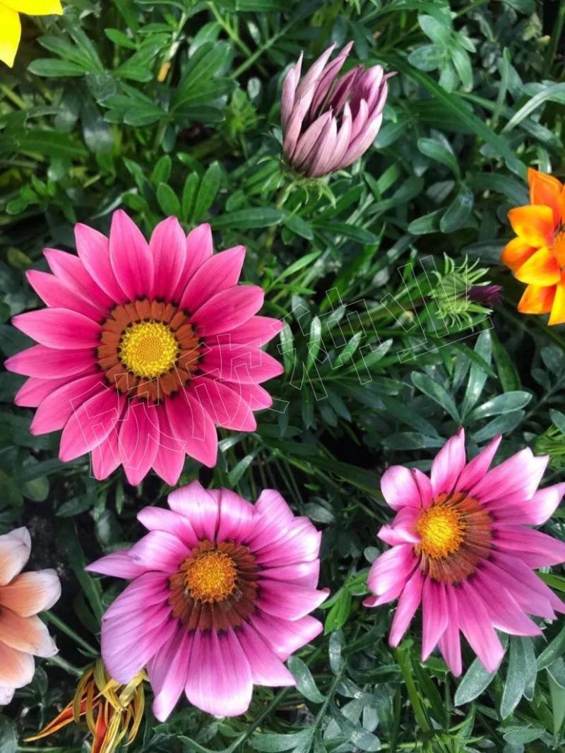 勋章菊种子四季花种非洲太阳花菊花阳台庭院盆栽花籽花子易活