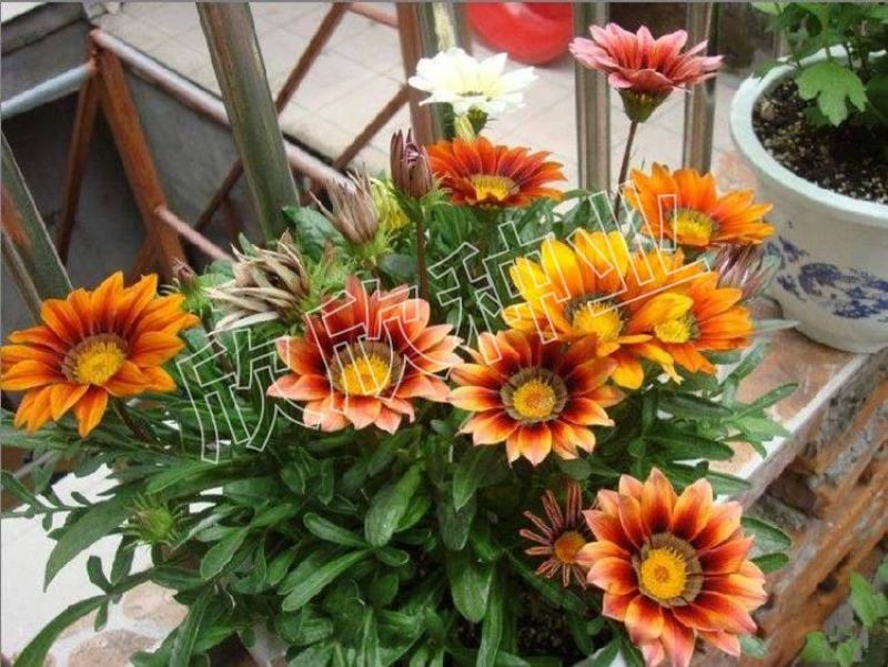 勋章菊种子四季花种非洲太阳花菊花阳台庭院盆栽花籽花子易活