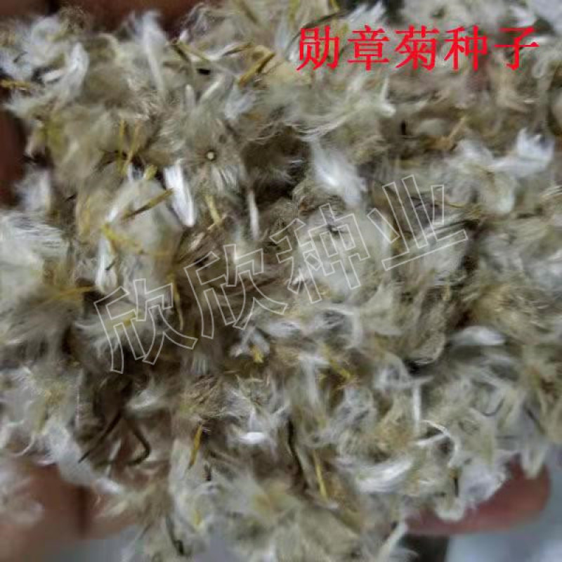勋章菊种子四季花种非洲太阳花菊花阳台庭院盆栽花籽花子易活