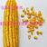 国审玉米种子958，三系制种产量高纯度好适应性强玉米种子