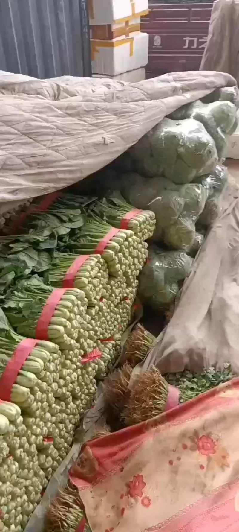 河北邯郸精品小白菜基地，一亩田指定供应
