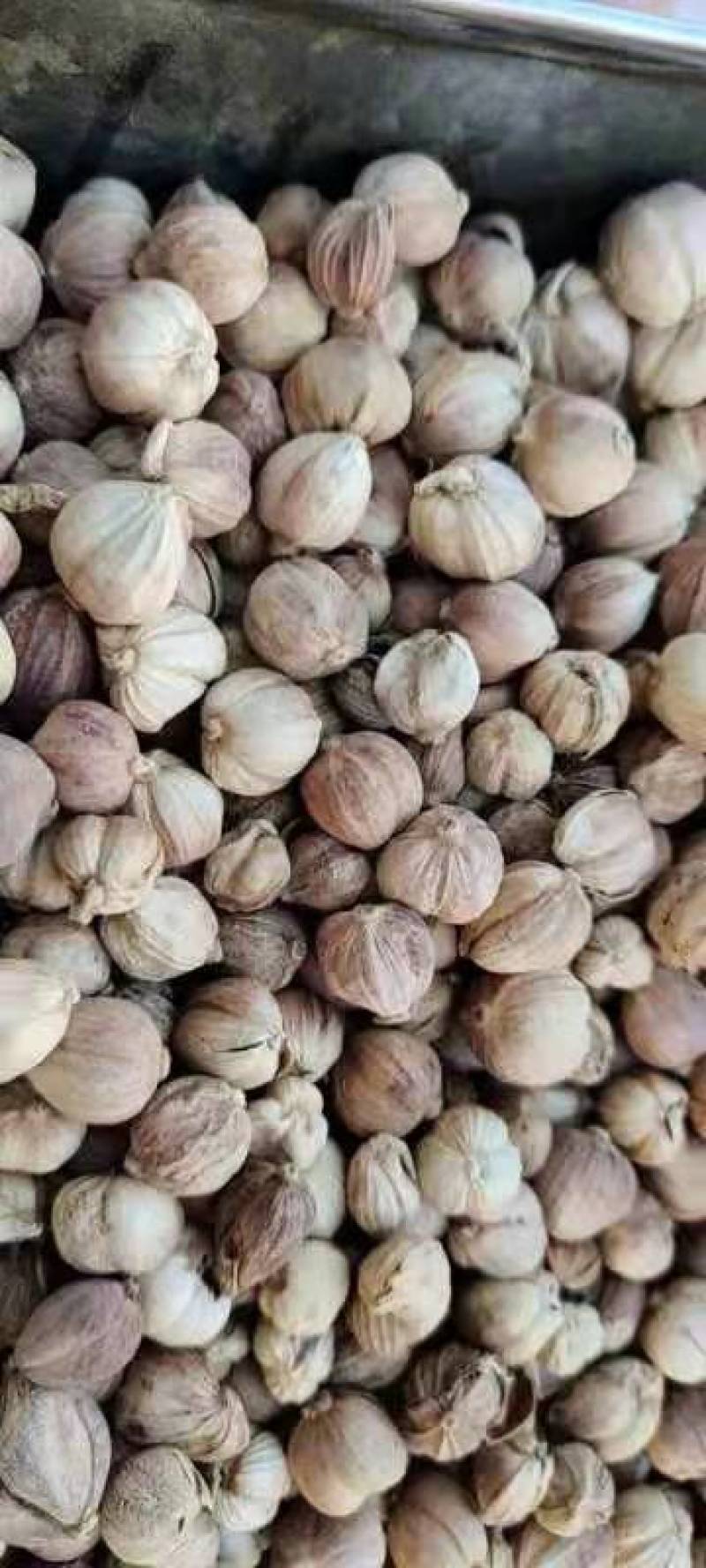白叩干货干净无杂质常年经营各种中药药材