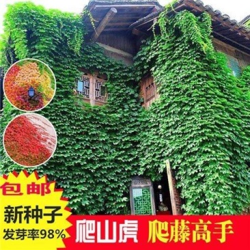 四季常青爬墙虎种子爬藤植物种子庭院攀援花卉种子爬山虎种籽