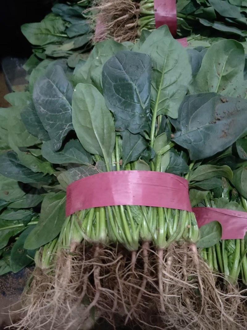 永年精品菠菜大叶菠菜，20公分到35公分，产地自产自销