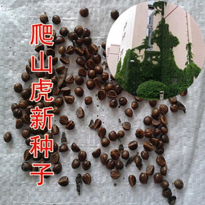 四季常青爬墙虎种子爬藤植物种子庭院攀援花卉种子爬山虎种籽