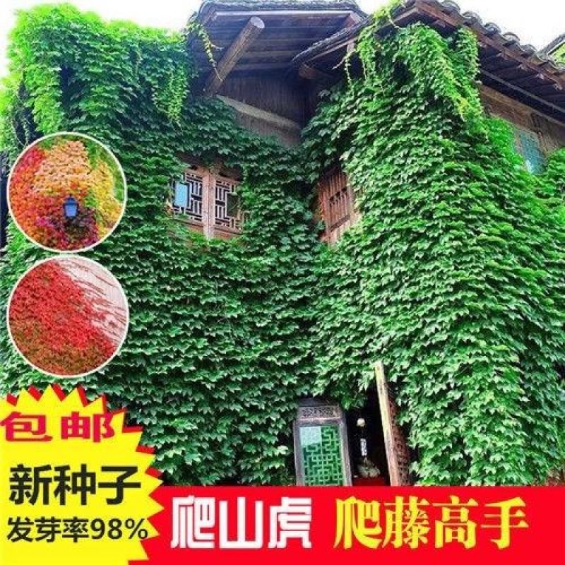 四季常青爬墙虎种子爬藤植物种子庭院攀援花卉种子爬山虎种籽
