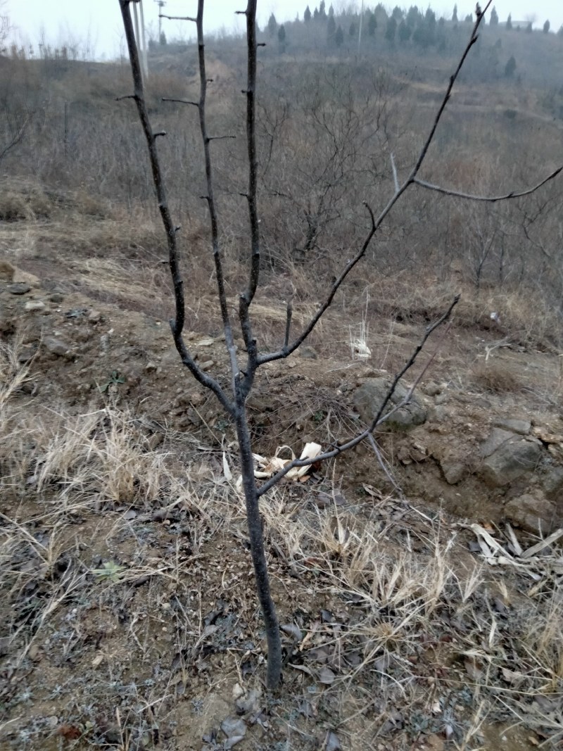 秋月梨树苗，适合南北方种植，易管理。产量高。