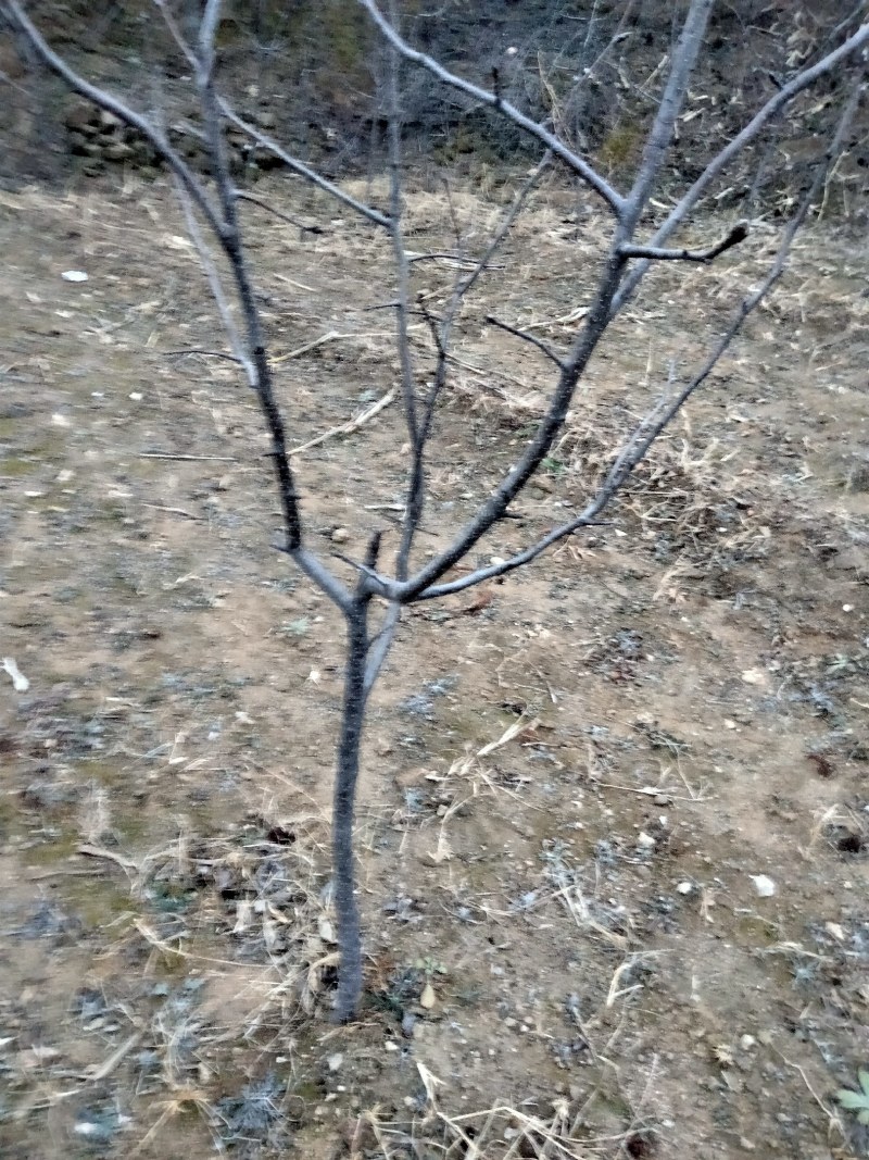 秋月梨树苗，适合南北方种植，易管理。产量高。