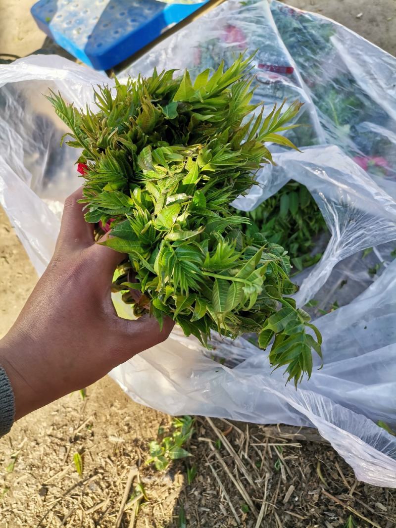 大棚香椿芽