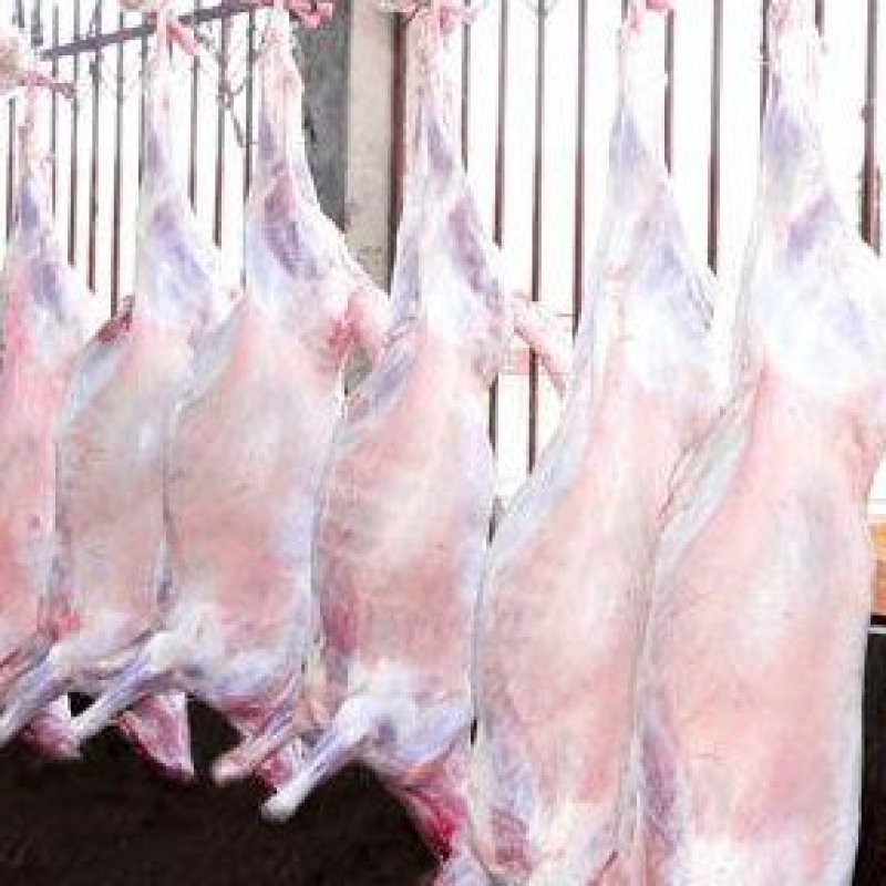 环县羊羔肉农家自养羊羔肉