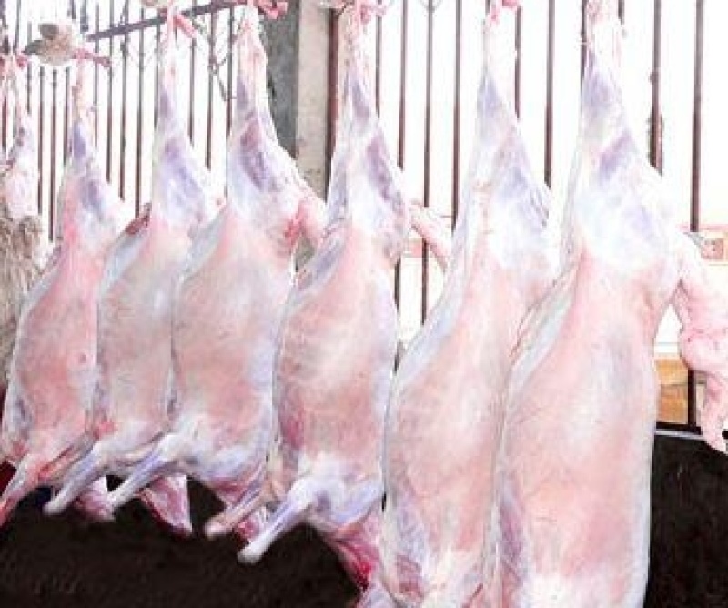 环县羊羔肉农家自养羊羔肉