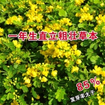 决明子种子中药材生决明子种籽草决明孑春季种植玩具沙可装枕