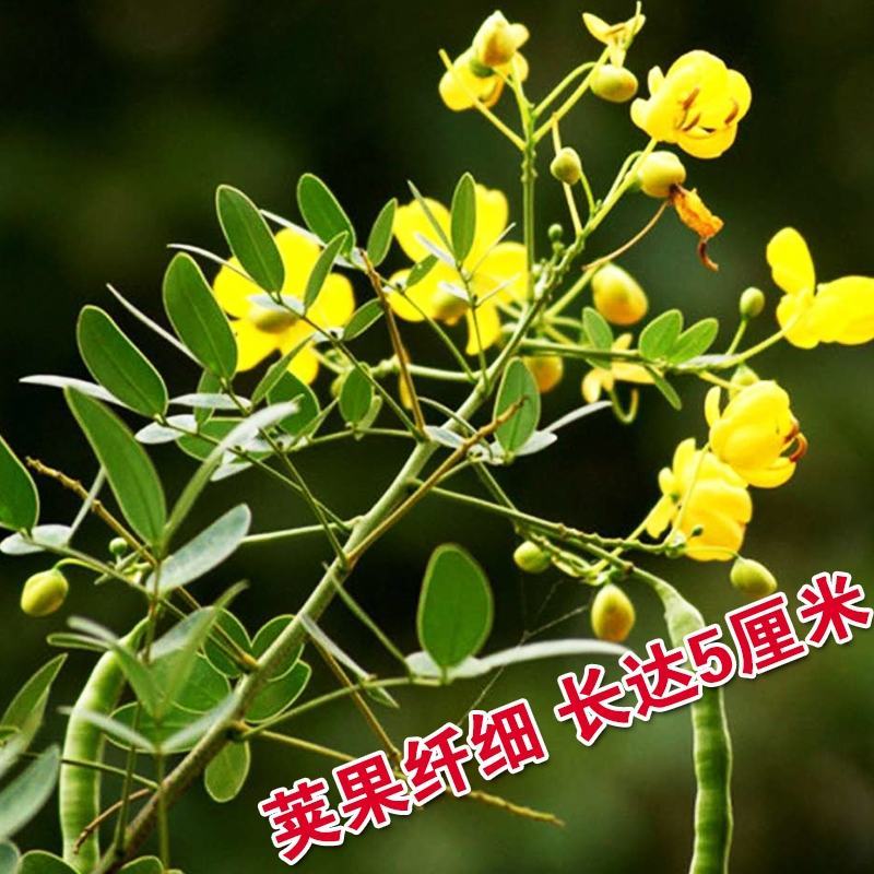 决明子种子中药材生决明子种籽草决明孑春季种植玩具沙可装枕