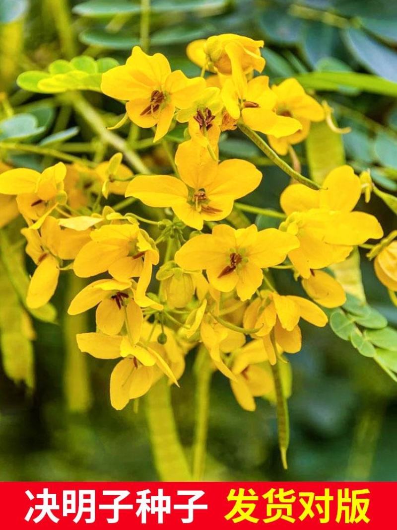 决明子种子中药材生决明子种籽草决明孑春季种植玩具沙可装枕