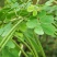 决明子种子中药材生决明子种籽草决明孑春季种植玩具沙可装枕
