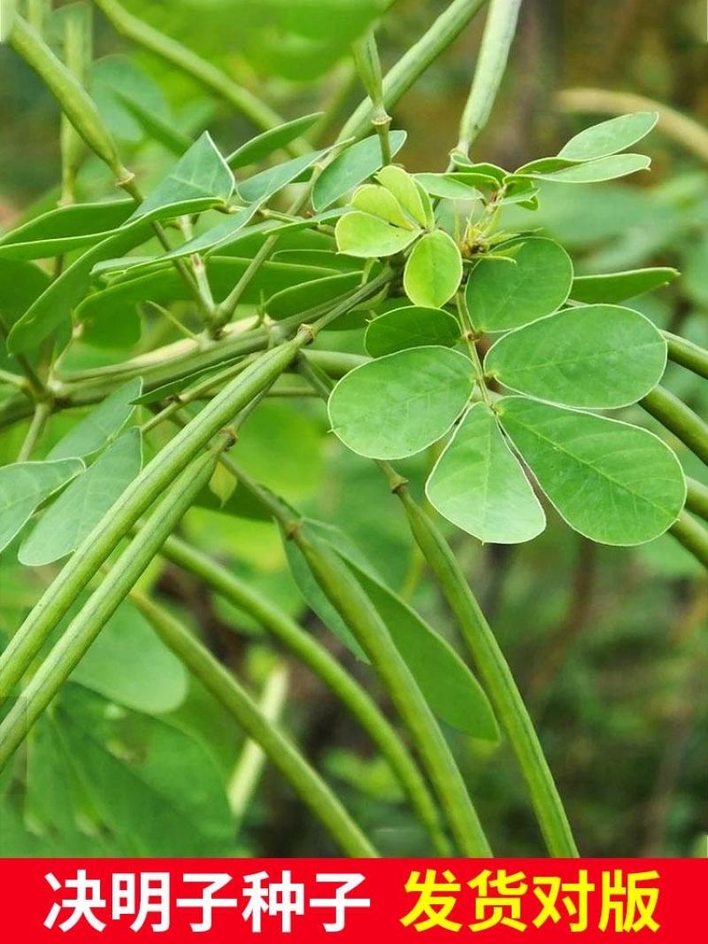决明子种子中药材生决明子种籽草决明孑春季种植玩具沙可装枕