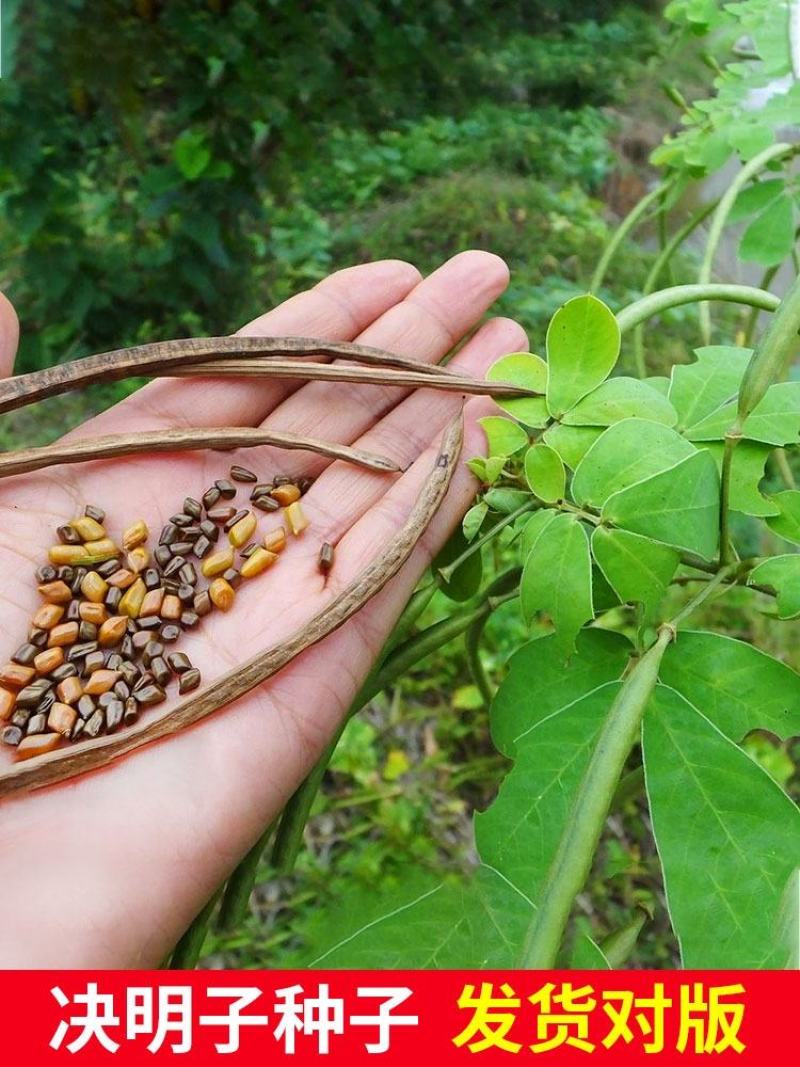 决明子种子中药材生决明子种籽草决明孑春季种植玩具沙可装枕