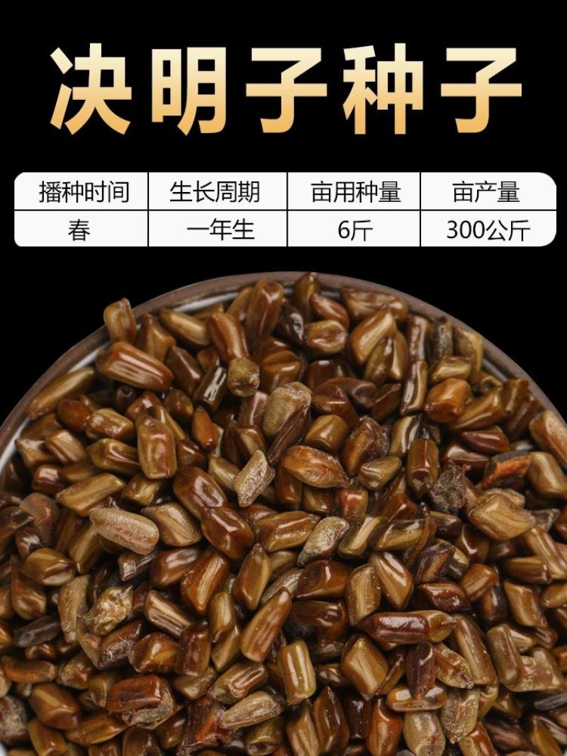 决明子种子中药材生决明子种籽草决明孑春季种植玩具沙可装枕