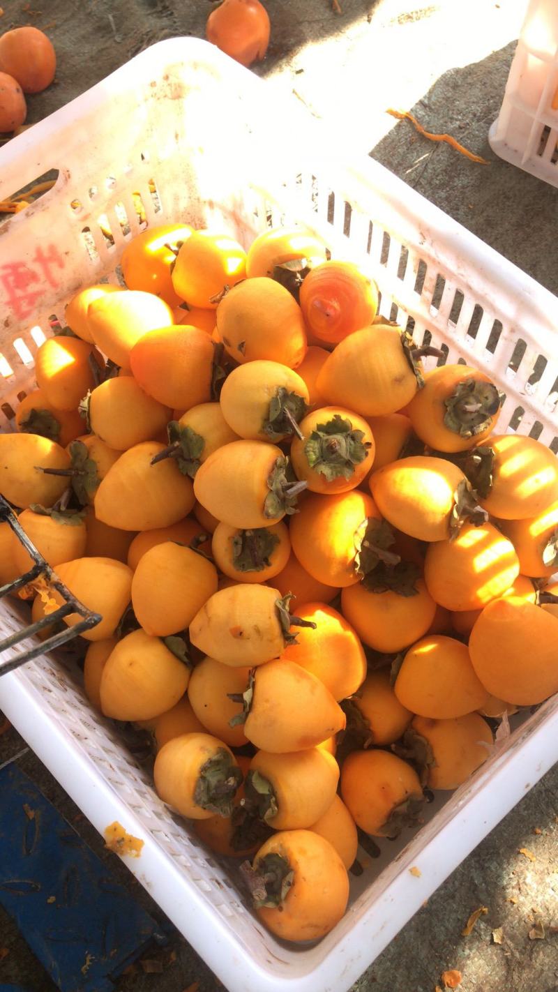 《一件代发》正宗富平柿饼霜饼软糯香甜地理标志保护产品