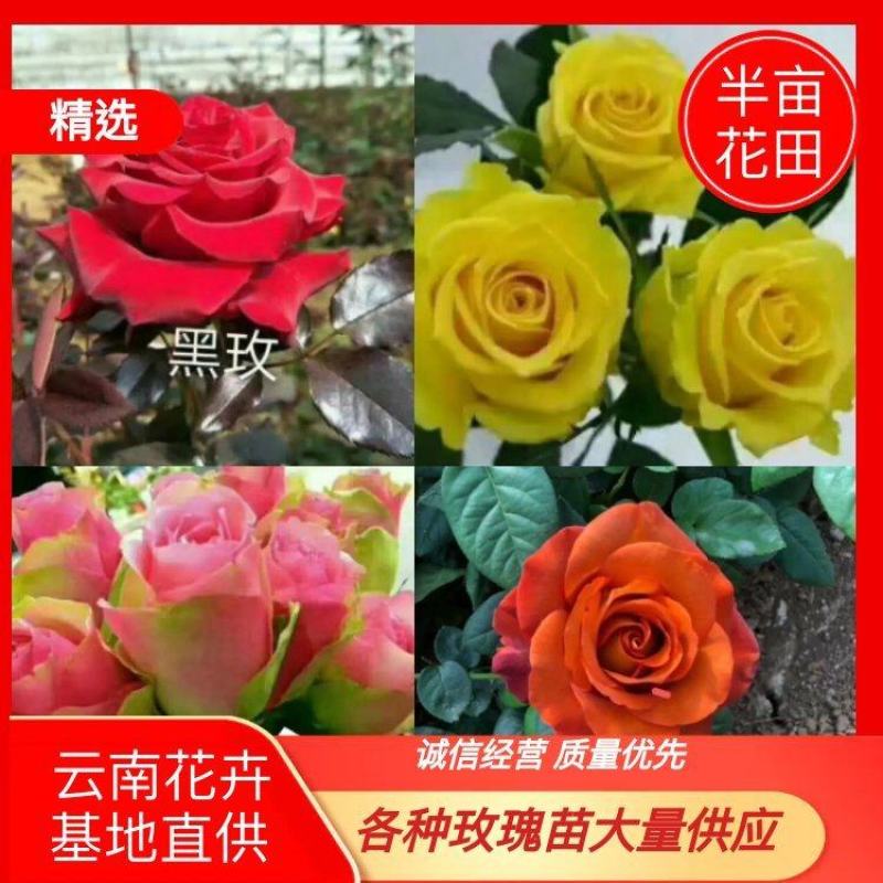玫瑰苗卡罗拉红玫瑰苗批发零售基地直发支持空运快