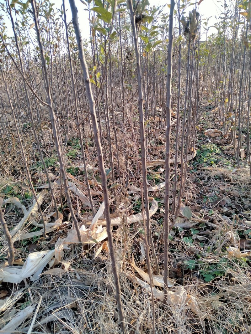 红富士苹果苗，看货挖苗，保成活。死苗免费补苗。可视频看着