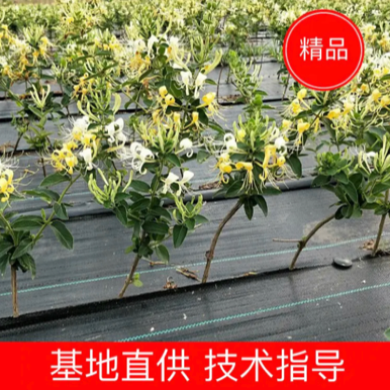 金银花苗包技术指导包回收