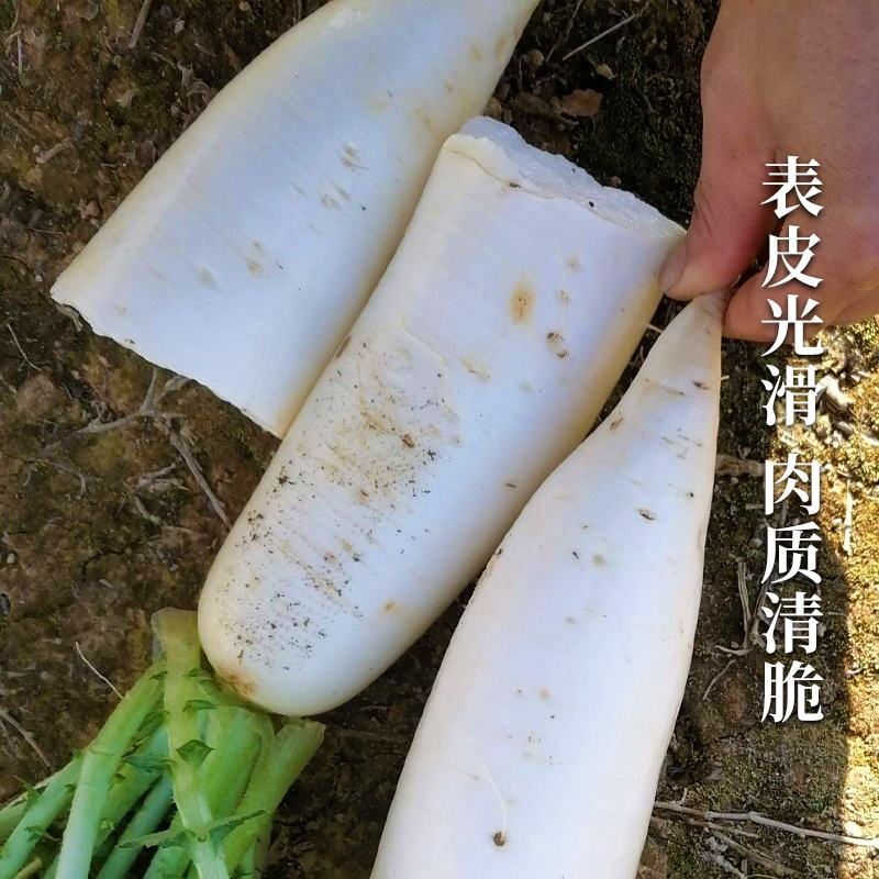 精品白萝卜大小个都有供应各大批发市场、超市，欢迎前来考察