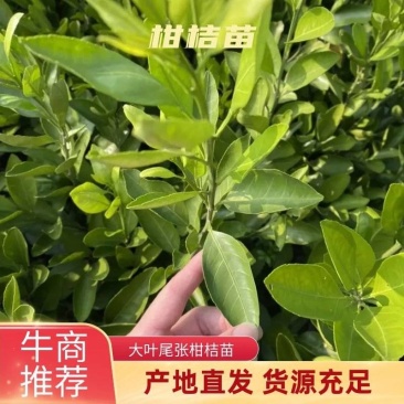 大叶尾张迟熟蜜桔苗湖南果苗产量高适应性特强的果树苗