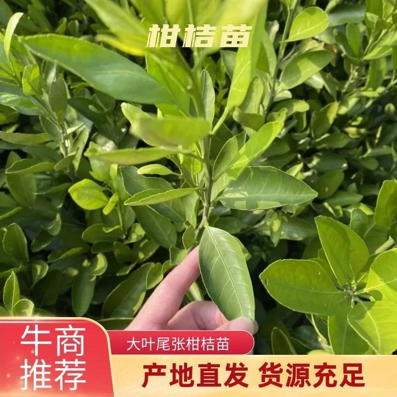 大叶尾张迟熟蜜桔苗湖南果苗产量高适应性特强的果树苗