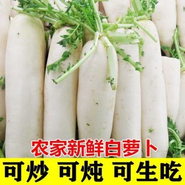 精品白萝卜大小个都有供应各大批发市场、超市,欢迎前来考察