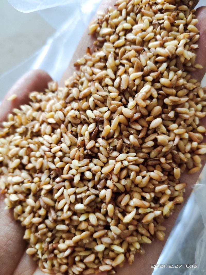 【柏子仁】净货颗粒饱满包含量文斌药业批发零售
