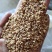 【柏子仁】净货颗粒饱满包含量文斌药业批发零售