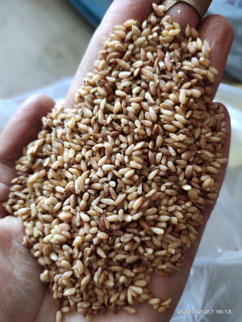 【柏子仁】净货颗粒饱满包含量文斌药业批发零售