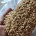 【柏子仁】净货颗粒饱满包含量文斌药业批发零售