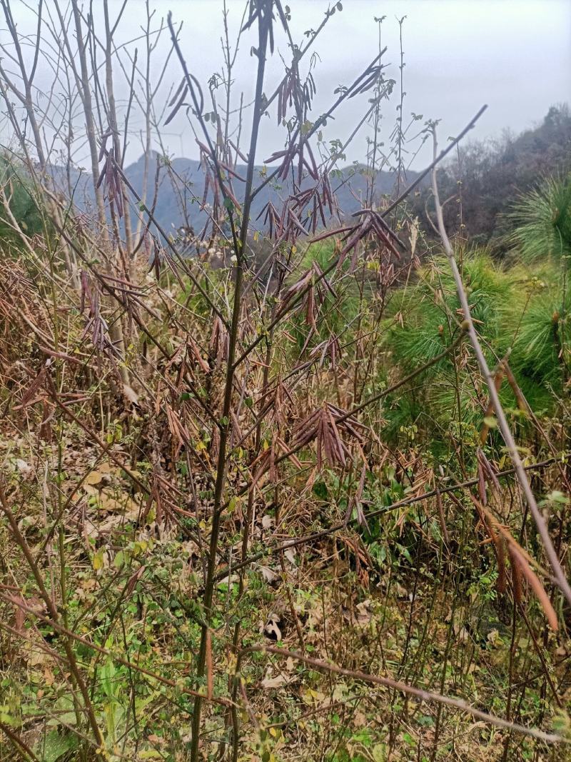 木蓝树苗铁扫籽树马夫稍子当年有收益一年种8年收益