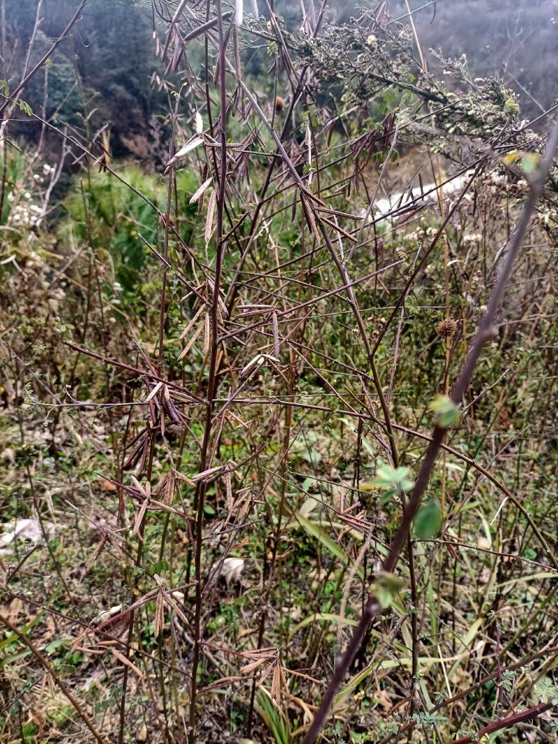 木蓝树苗铁扫籽树马夫稍子当年有收益一年种8年收益