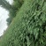 优质大红袍花椒苗，保成活。最适合山地种植，产量高，易管理