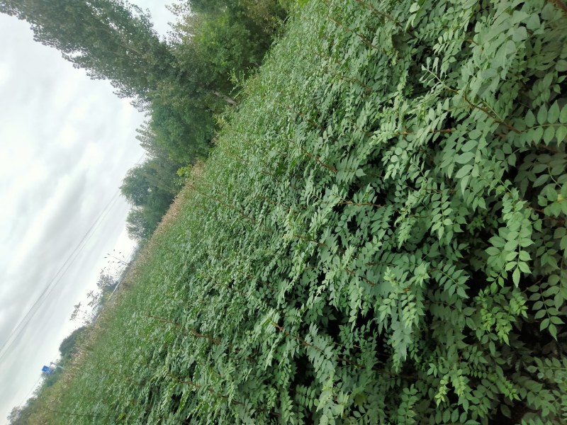 优质大红袍花椒苗，保成活。最适合山地种植，产量高，易管理