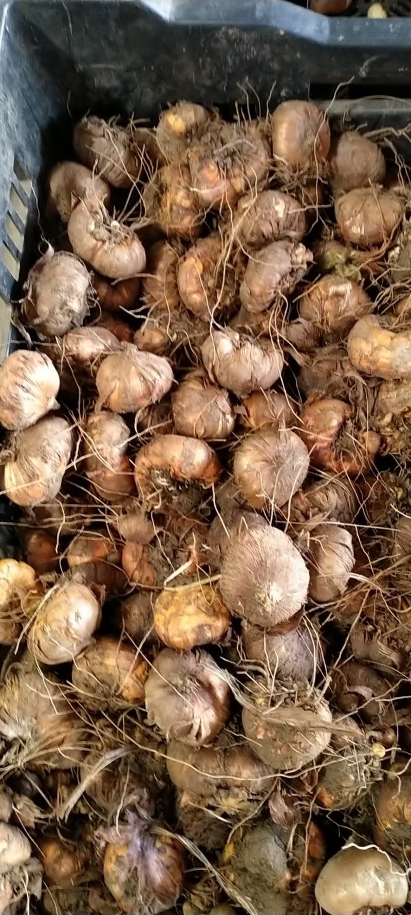 多年生剑兰种球唐菖蒲鲜花种子种头阳台土培花卉四季绿植盆栽