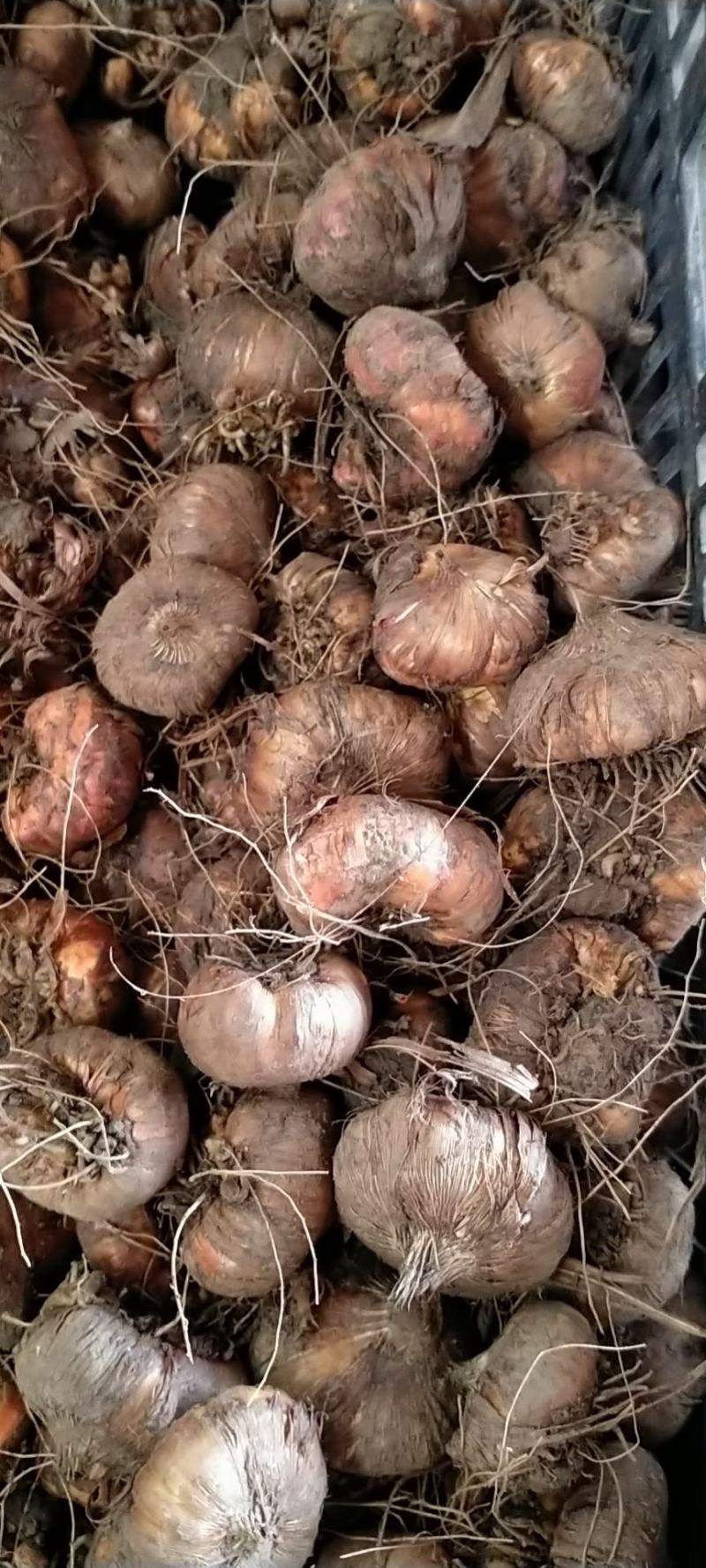 多年生剑兰种球唐菖蒲鲜花种子种头阳台土培花卉四季绿植盆栽