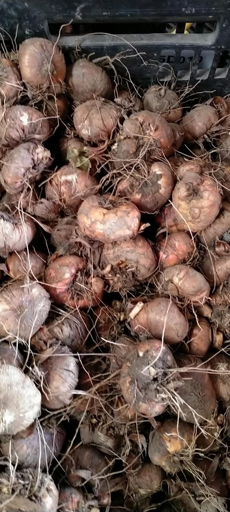 多年生剑兰种球唐菖蒲鲜花种子种头阳台土培花卉四季绿植盆栽