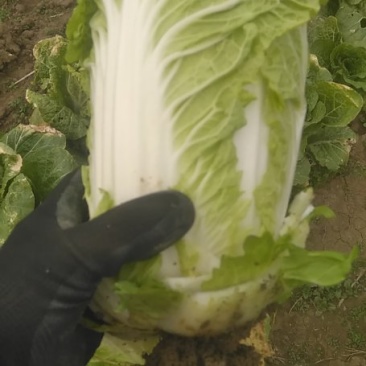 娃娃菜，自家种植
