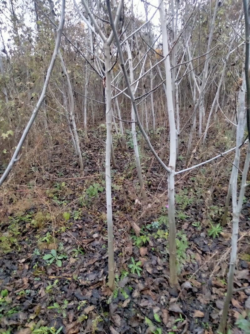 辽系嫁接核桃苗，保证成活率在85以上，达不到免费补苗。