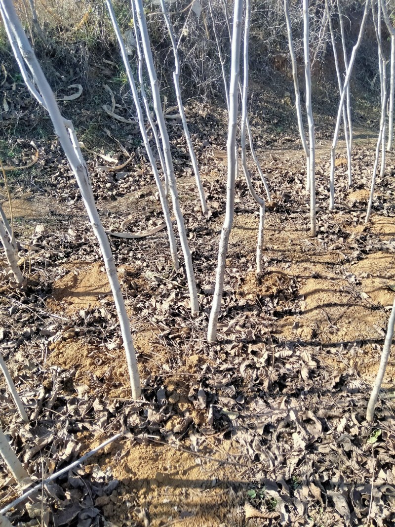 辽系嫁接核桃苗，保证成活率在85以上，达不到免费补苗。